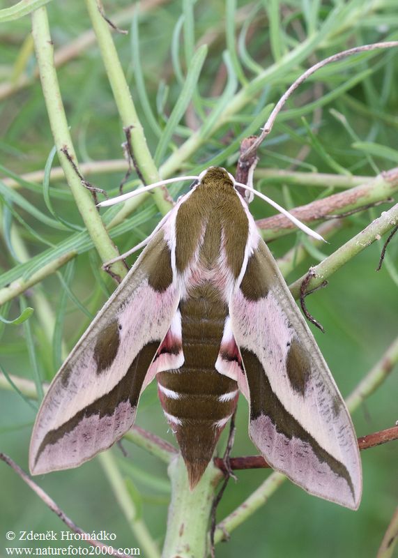 Spurge Hawk-moth, Hyles euphorbiae (Butterflies, Lepidoptera)